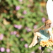 Garden Fairy by kerristephens
