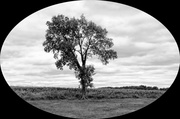 14th Sep 2013 - Tree In Black & White