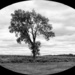 Tree In Black & White by digitalrn