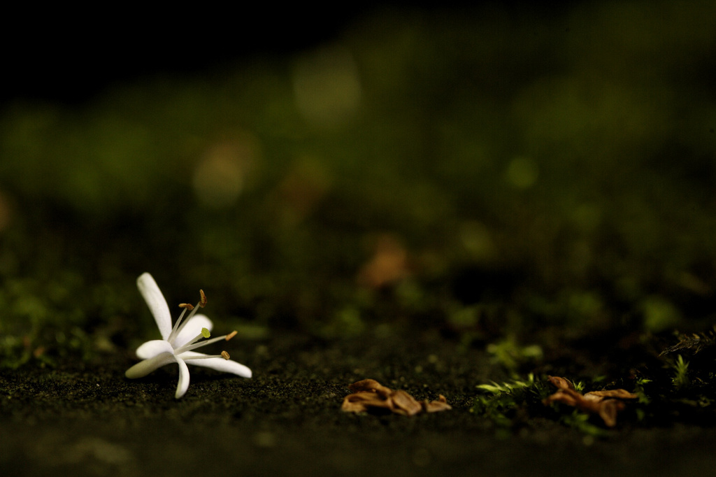 Until the last flower dies by tina_mac