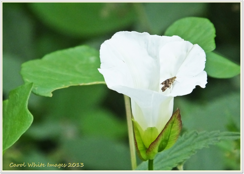 Mini Moth by carolmw