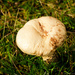 Mushrooms by elisasaeter