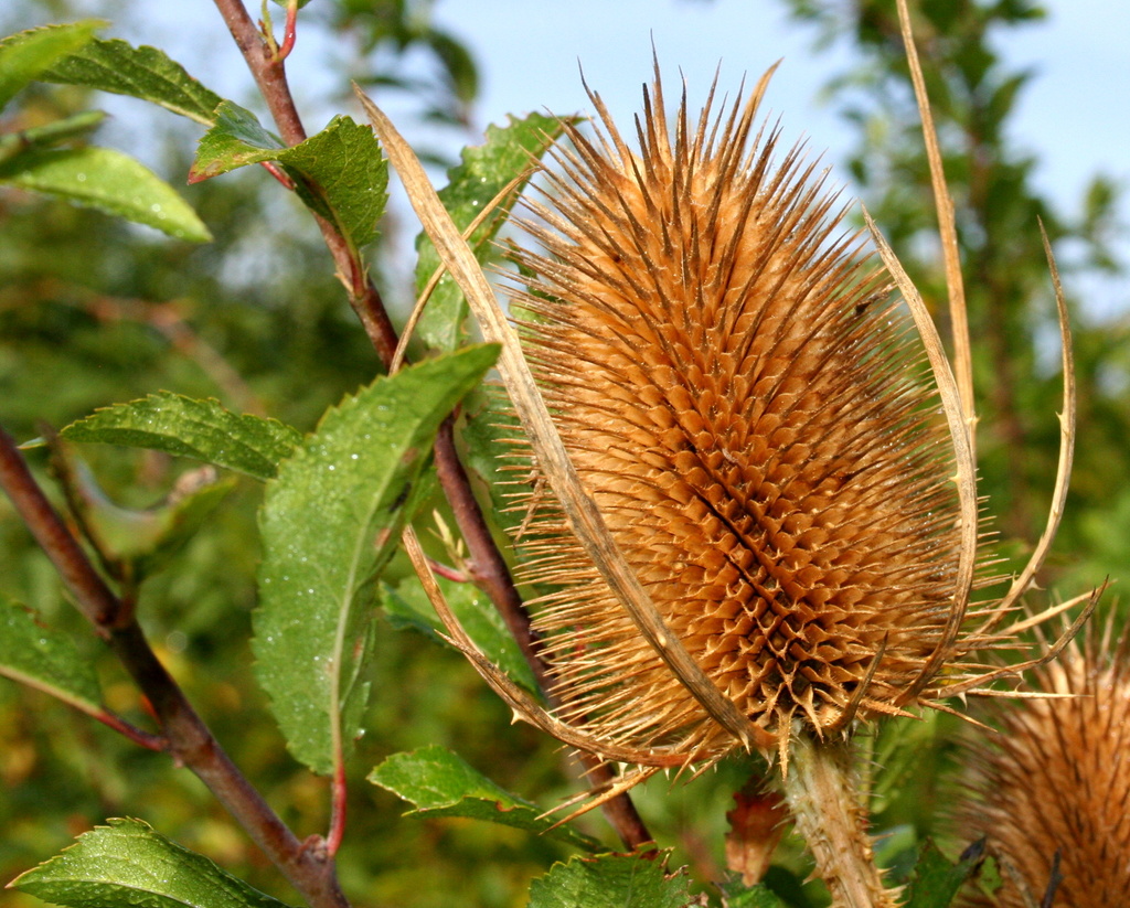 Teasel by busylady