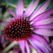 Echinacea by mattjcuk