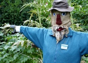 15th Sep 2013 - 'Will' the scarecrow...