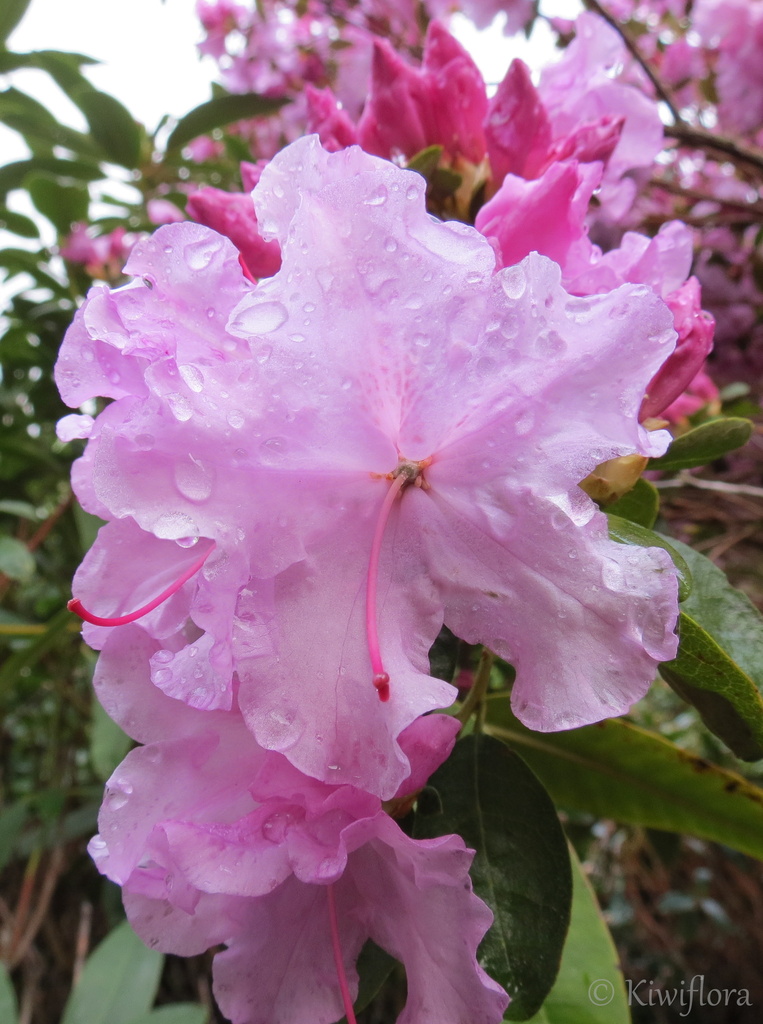 Rhododendron 'Spring Dance' by kiwiflora