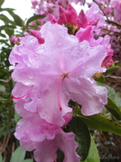 16th Sep 2013 - Rhododendron 'Spring Dance'