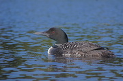 15th Sep 2013 - Adult Loon
