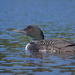 Adult Loon by rob257