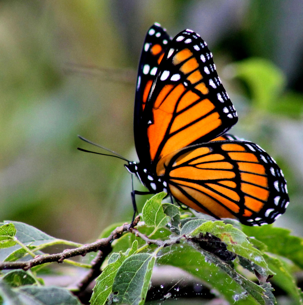 My first Viceroy! by cjwhite