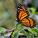 My first Viceroy! by cjwhite