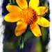 A Flower For Josie by digitalrn