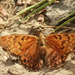 Tawny Emperor by rhoing