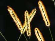 16th Sep 2013 - Golden Hour Harvest