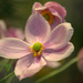 Fall Flowering Anemone by jankoos