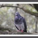 Pigeon  by rustymonkey