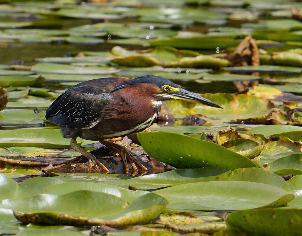 Green Heron by tosee