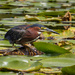 Green Heron by tosee