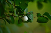16th Sep 2013 - Believe this is a 'Snowberry shrub'.... (also known as 'Ghostberry') 