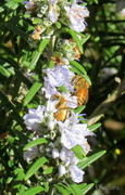 17th Sep 2013 - Bees on Rosemary