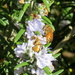 Bees on Rosemary by kiwiflora