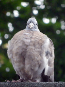14th Sep 2013 - Young Pigeon 