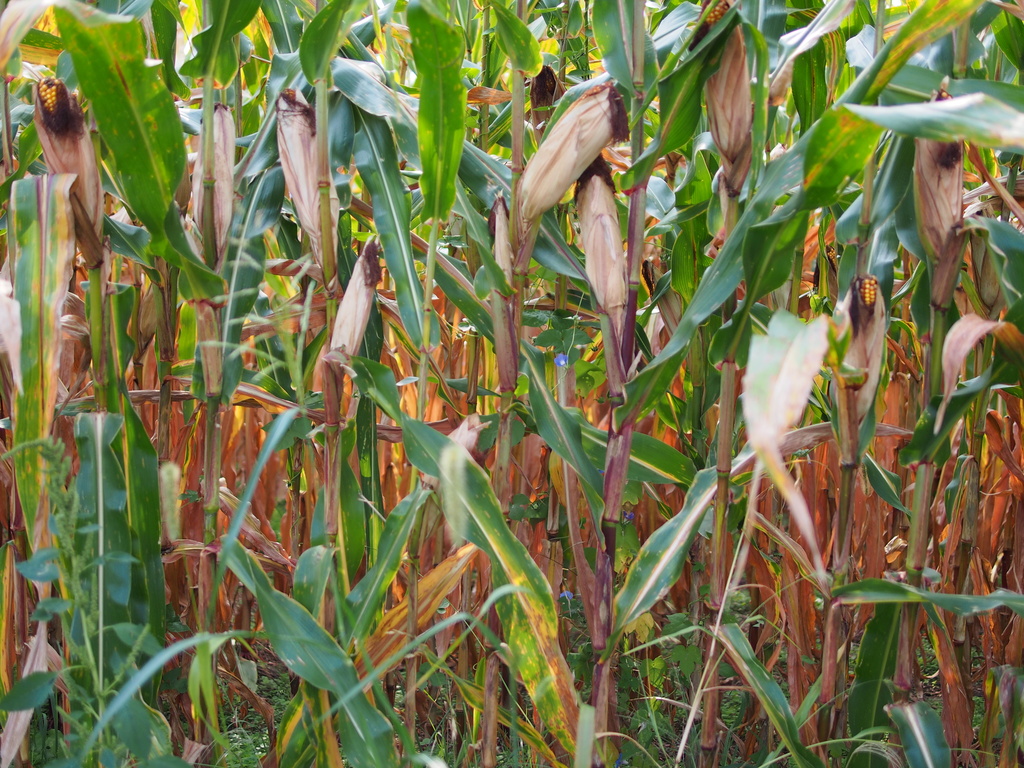 Corn field and Blue flower by tosee