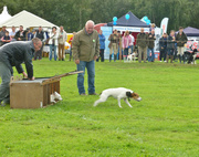15th Sep 2013 - #259 Terrier racing, get ready....