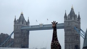 16th Sep 2013 - Giraffes around More London