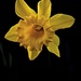 daffodil by sugarmuser