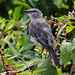 Mockingbird by cjwhite
