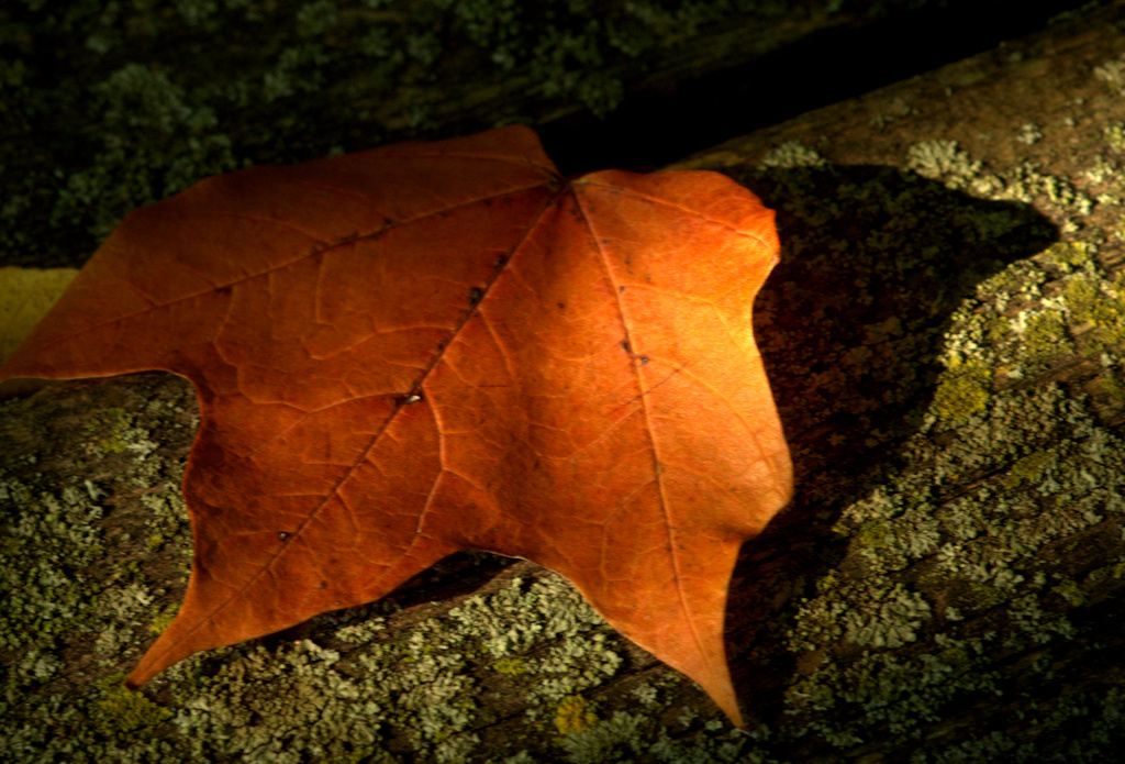 Leaf in the light by jayberg