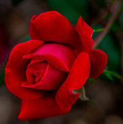 16th Sep 2013 - A Rose