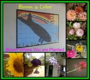 17th Sep 2013 - bloom in color