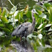 Great Blue Heron.....from a distance by brillomick