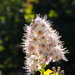 Tiny flowers by dianezelia
