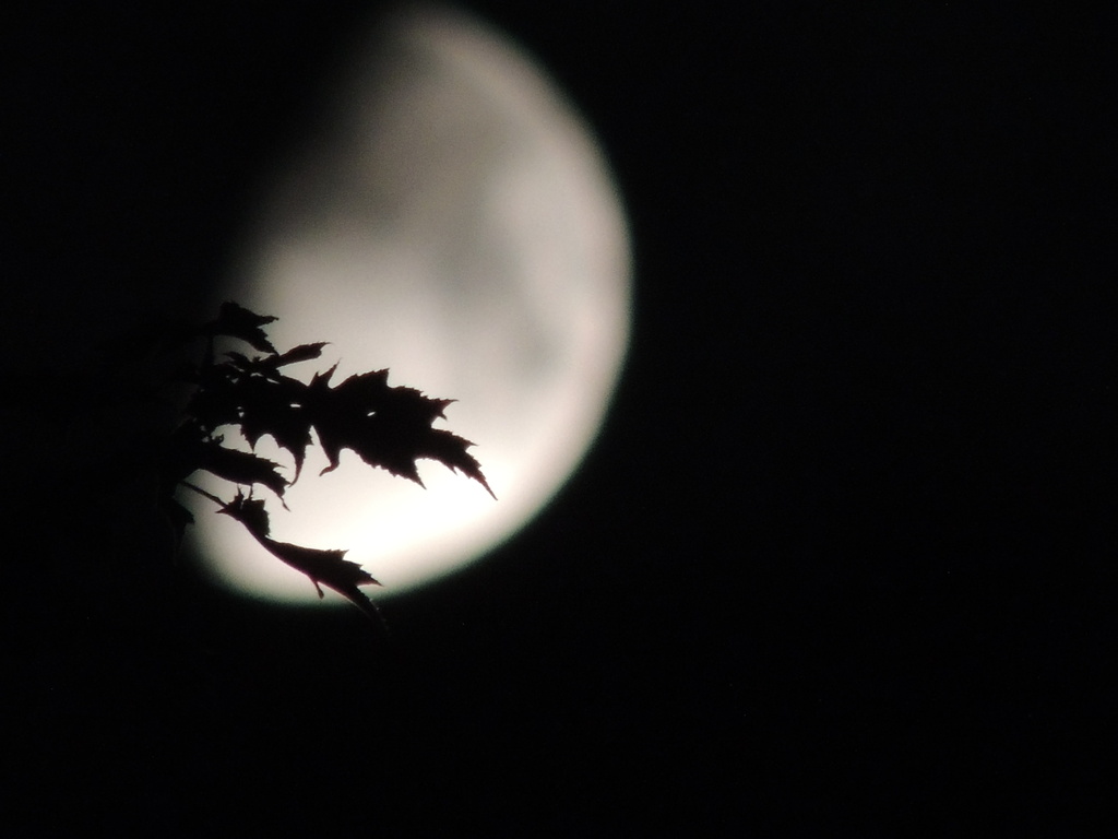 Moon with leaves by dianezelia