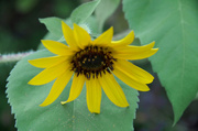 16th Sep 2013 - Sunflower, again.