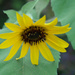 Sunflower, again. by houser934