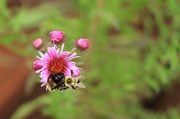 16th Sep 2013 - Bee Nice