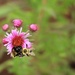 Bee Nice by mandyj92
