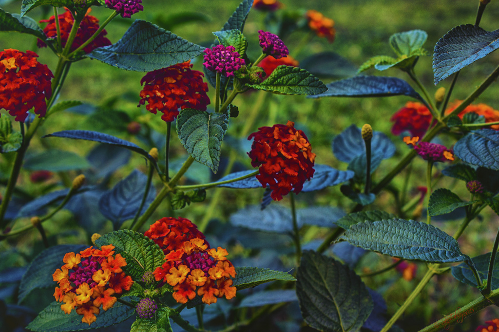 Butterfly Weed? Lantana! by skipt07