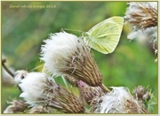 17th Sep 2013 - Butterfly on Thistle Seed Heads