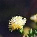 Wildflower 3 by peterdegraaff