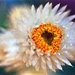 Wildflower 2 by peterdegraaff