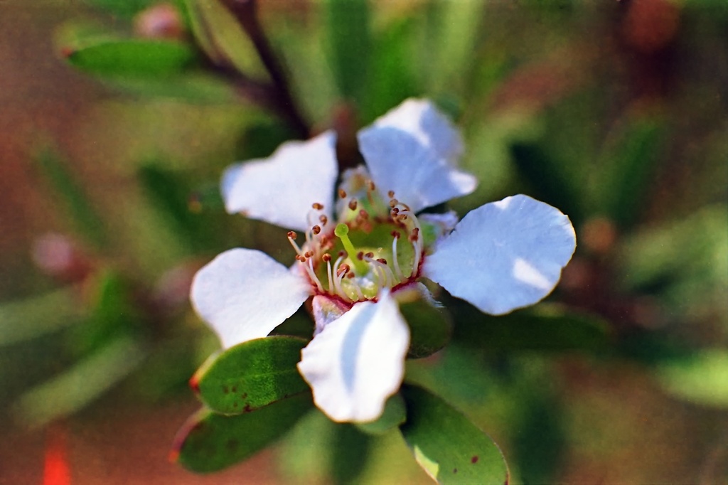 Wildflower 1 by peterdegraaff