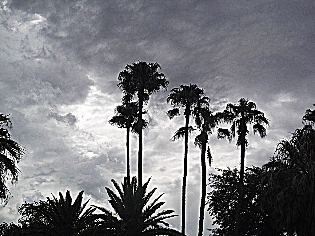 Palm Trees by kerristephens