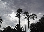 4th Sep 2010 - Palm Trees