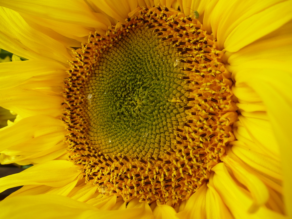 sunflower  by quietpurplehaze