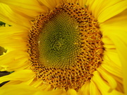 17th Sep 2013 - sunflower 